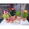 Fustella M Cactus in fiore
