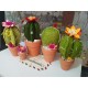 Fustella M Cactus in fiore