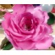 Foamiran per fiori foglio 35x30 cm spessore 1mm colore selezionabile