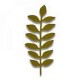 Fustella Sizzix Thinlits Meadow Leaf